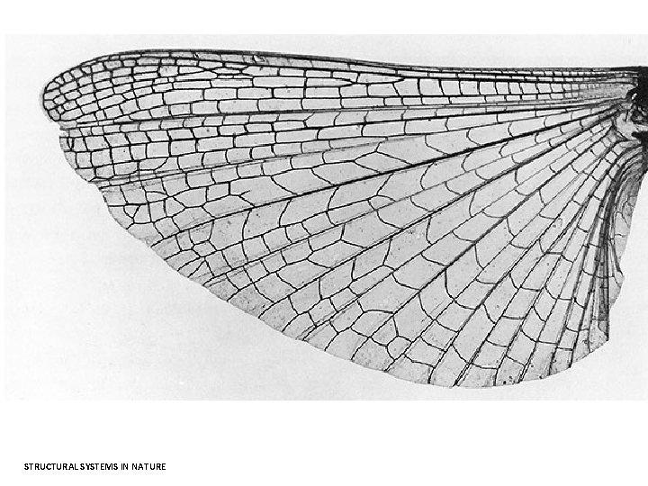 STRUCTURAL SYSTEMS IN NATURE 