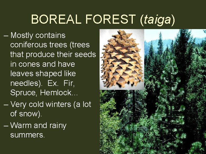 BOREAL FOREST (taiga) – Mostly contains coniferous trees (trees that produce their seeds in