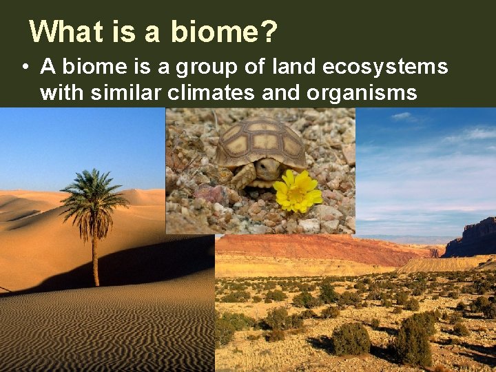 What is a biome? • A biome is a group of land ecosystems with