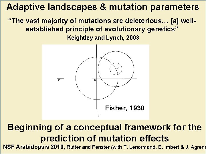 Adaptive landscapes & mutation parameters “The vast majority of mutations are deleterious… [a] wellestablished