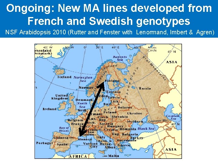 Ongoing: New MA lines developed from French and Swedish genotypes NSF Arabidopsis 2010 (Rutter