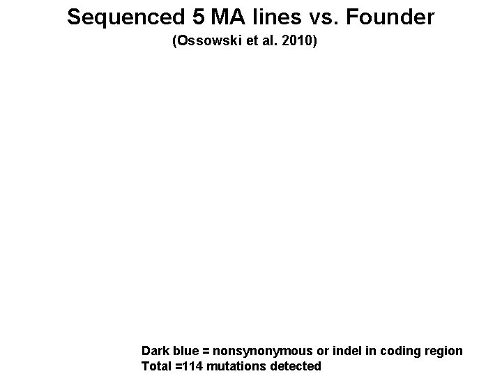 Sequenced 5 MA lines vs. Founder (Ossowski et al. 2010) Dark blue = nonsynonymous