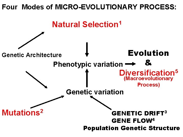 Four Modes of MICRO-EVOLUTIONARY PROCESS: Natural Selection 1 Evolution & Phenotypic variation Diversification 5