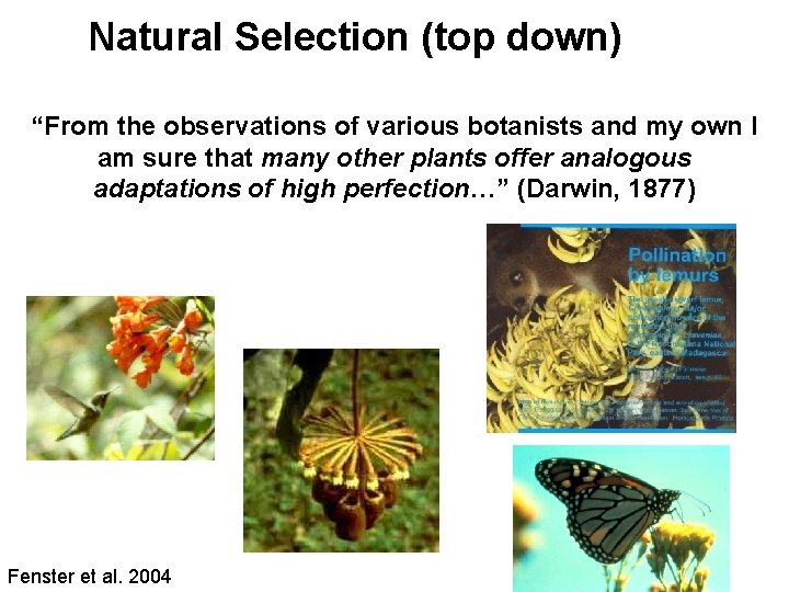 Natural Selection (top down) “From the observations of various botanists and my own I