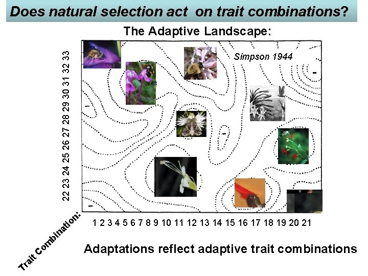 Does natural selection act on trait combinations? 22 23 24 25 26 27 28