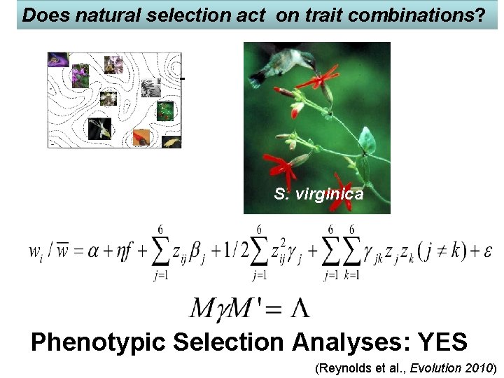 Does natural selection act on trait combinations? - S. virginica Phenotypic Selection Analyses: YES