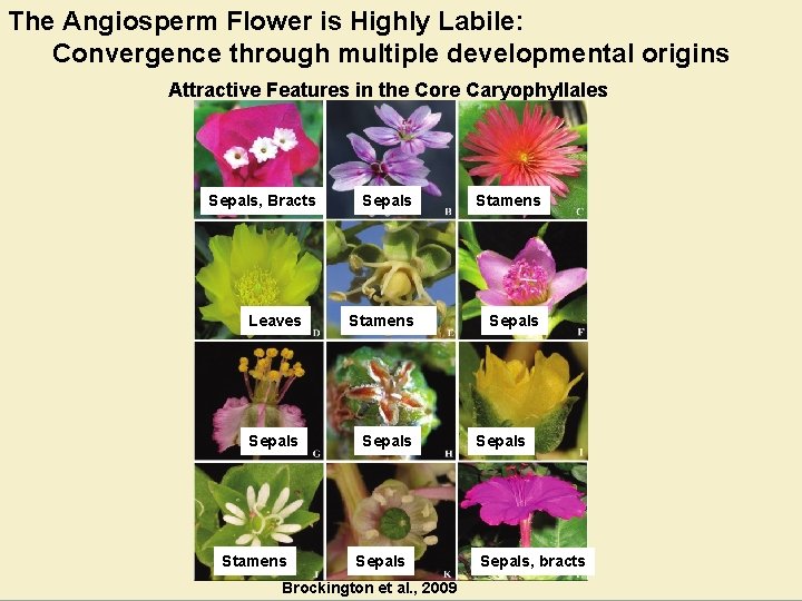 The Angiosperm Flower is Highly Labile: Convergence through multiple developmental origins Attractive Features in