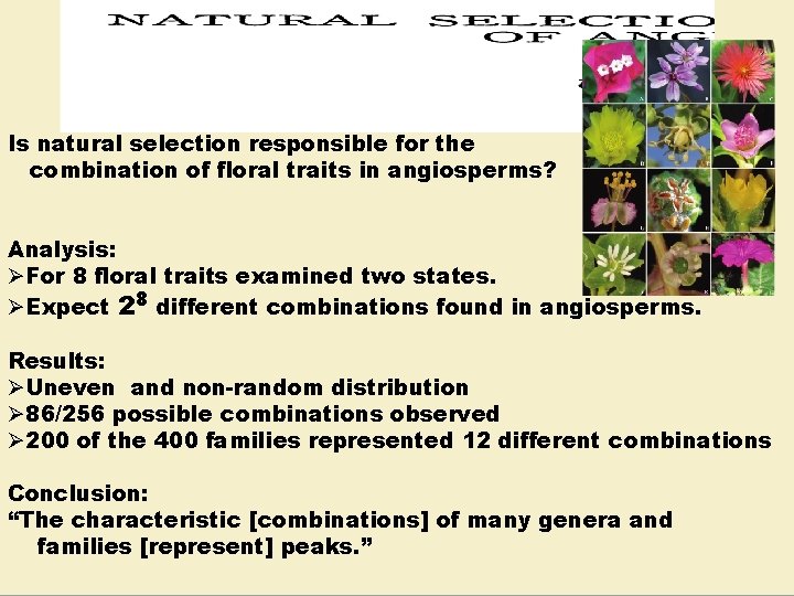 Is natural selection responsible for the combination of floral traits in angiosperms? Analysis: ØFor