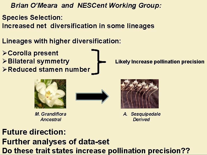 Brian O’Meara and NESCent Working Group: Species Selection: Increased net diversification in some lineages