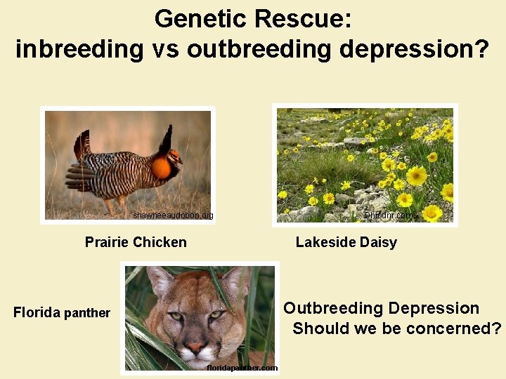 Genetic Rescue: inbreeding vs outbreeding depression? shawneeaudobon. org Prairie Chicken Ohiodnr. com Lakeside Daisy