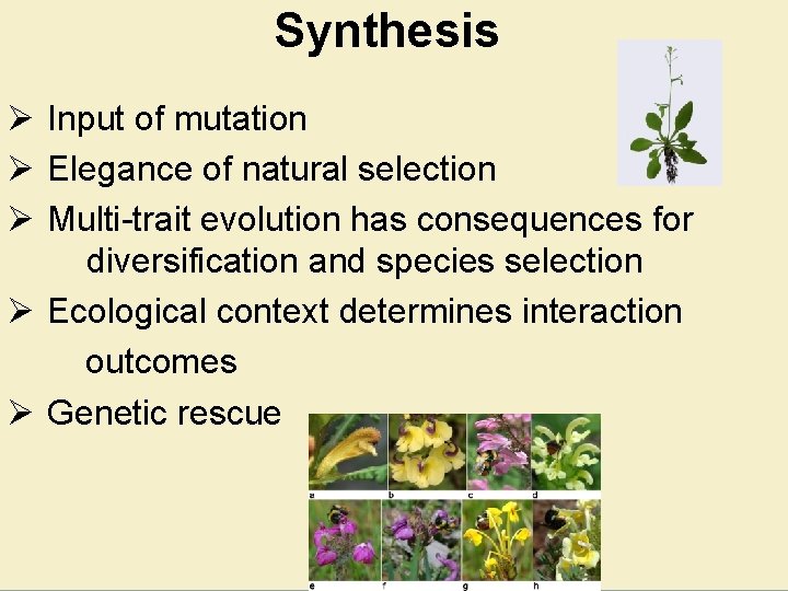 Synthesis Ø Input of mutation Ø Elegance of natural selection Ø Multi-trait evolution has