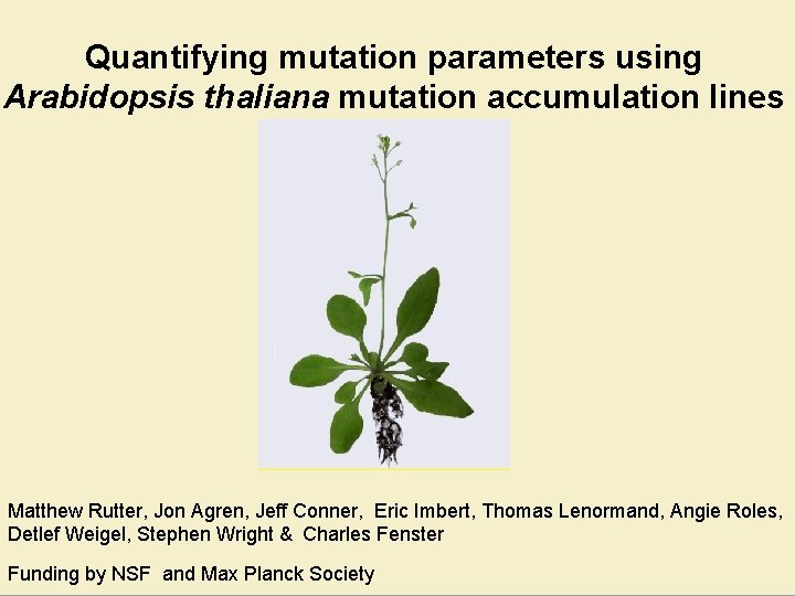 Quantifying mutation parameters using Arabidopsis thaliana mutation accumulation lines Matthew Rutter, Jon Agren, Jeff