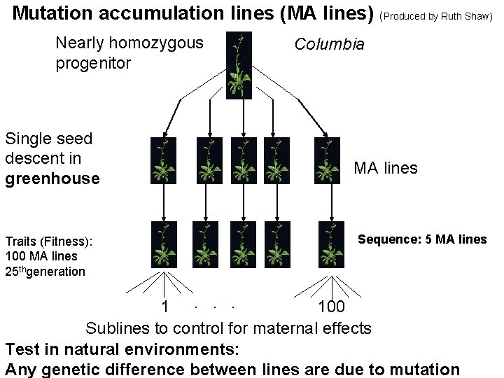 Mutation accumulation lines (MA lines) (Produced by Ruth Shaw) Nearly homozygous progenitor Single seed