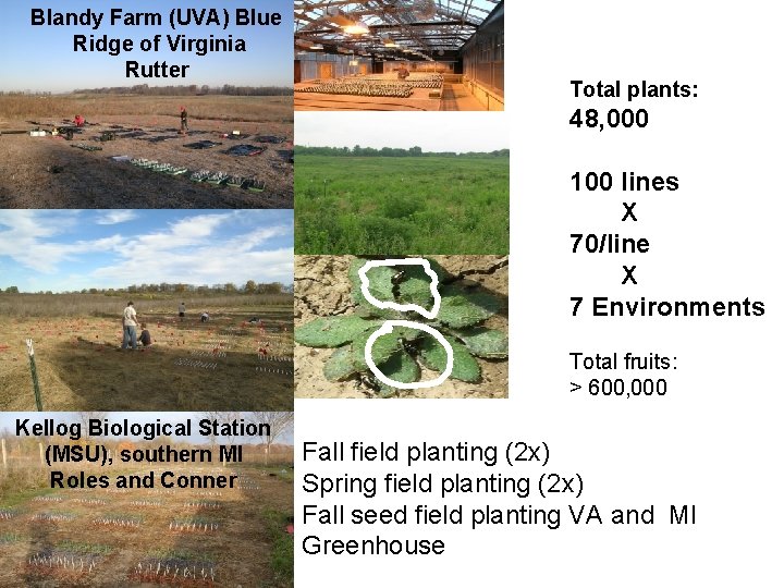 Blandy Farm (UVA) Blue Ridge of Virginia Rutter Total plants: 48, 000 100 lines