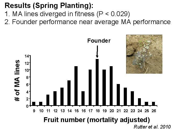 Results (Spring Planting): 1. MA lines diverged in fitness (P < 0. 029) 2.