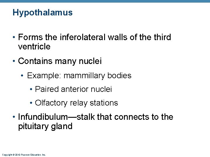 Hypothalamus • Forms the inferolateral walls of the third ventricle • Contains many nuclei