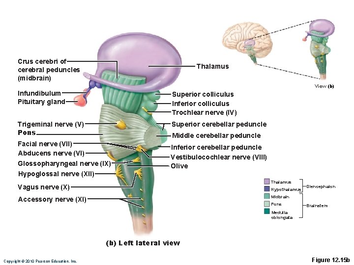 Crus cerebri of cerebral peduncles (midbrain) Thalamus View (b) Infundibulum Pituitary gland Superior colliculus