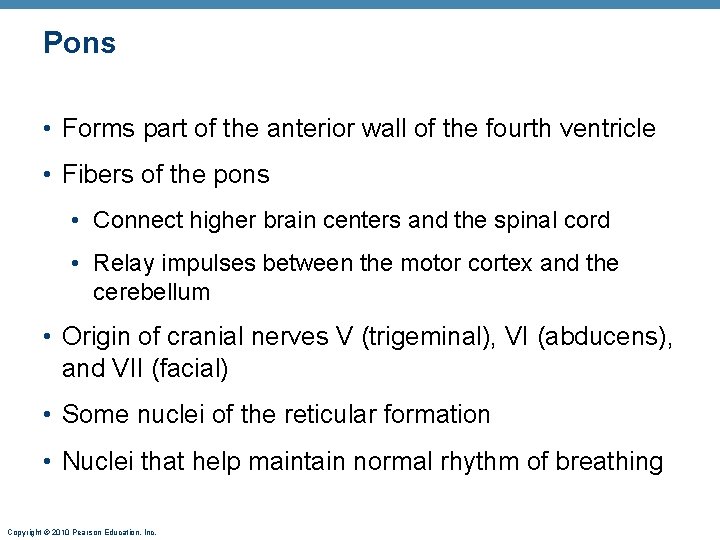 Pons • Forms part of the anterior wall of the fourth ventricle • Fibers