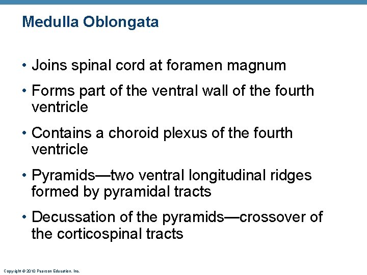 Medulla Oblongata • Joins spinal cord at foramen magnum • Forms part of the