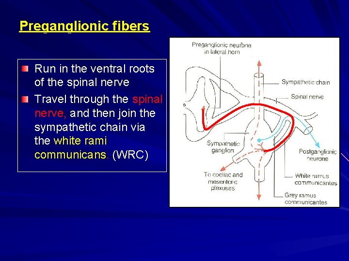 Preganglionic fibers Run in the ventral roots of the spinal nerve Travel through the