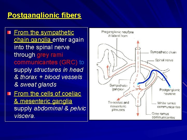 Postganglionic fibers From the sympathetic chain ganglia enter again into the spinal nerve through