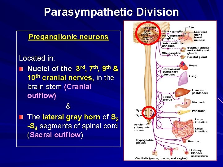 Parasympathetic Division Preganglionic neurons Located in: Nuclei of the 3 rd, 7 th, 9