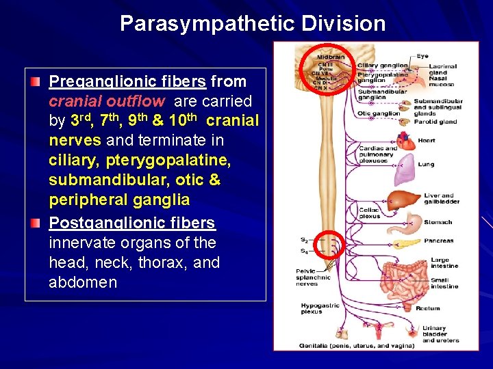 Parasympathetic Division Preganglionic fibers from cranial outflow are carried by 3 rd, 7 th,