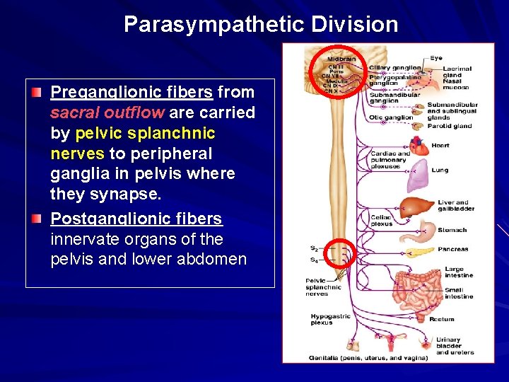 Parasympathetic Division Preganglionic fibers from sacral outflow are carried by pelvic splanchnic nerves to