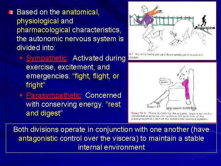 Based on the anatomical, physiological and pharmacological characteristics, the autonomic nervous system is divided