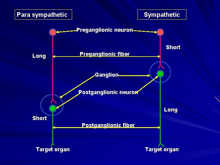 Para sympathetic Sympathetic Preganglionic neuron Short Long Preganglionic fiber Ganglion Postganglionic neuron Long Short