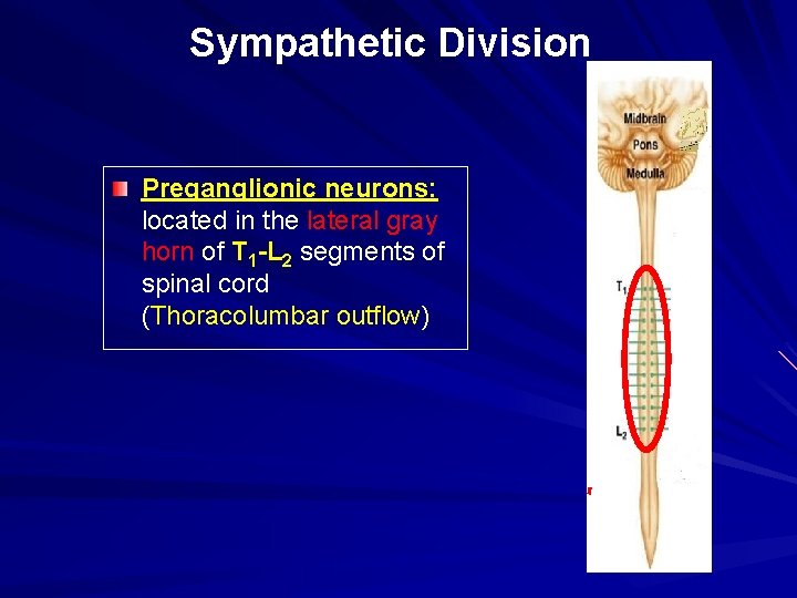 Sympathetic Division Preganglionic neurons: located in the lateral gray horn of T 1 -L