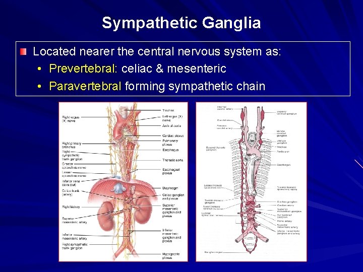 Sympathetic Ganglia Located nearer the central nervous system as: • Prevertebral: celiac & mesenteric
