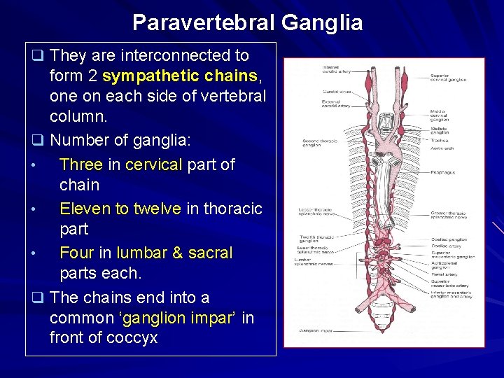 Paravertebral Ganglia q They are interconnected to form 2 sympathetic chains, one on each