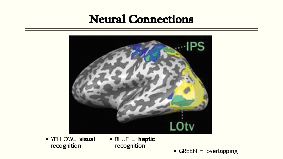 Neural Connections § YELLOW= visual recognition § BLUE = haptic recognition § GREEN =