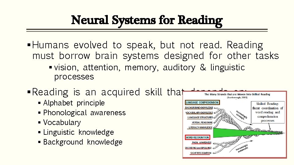 Neural Systems for Reading § Humans evolved to speak, but not read. Reading must