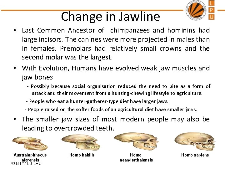 Change in Jawline • Last Common Ancestor of chimpanzees and hominins had large incisors.