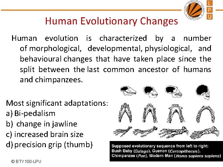 Human Evolutionary Changes Human evolution is characterized by a number of morphological, developmental, physiological,