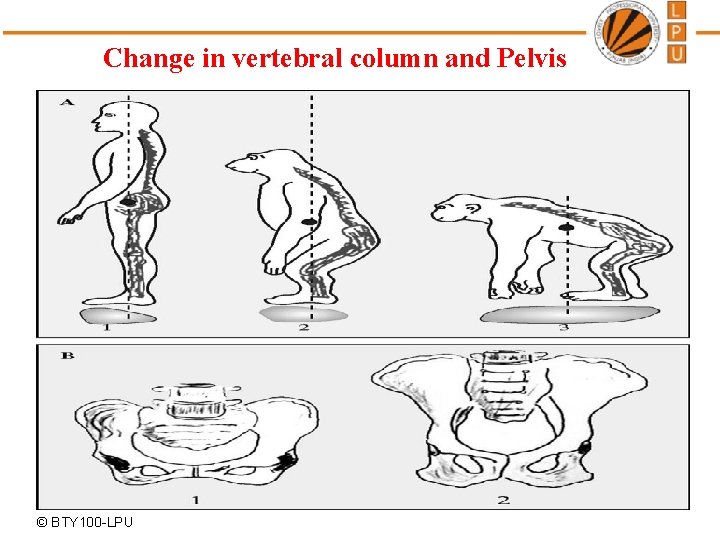 Change in vertebral column and Pelvis © BTY 100 -LPU 