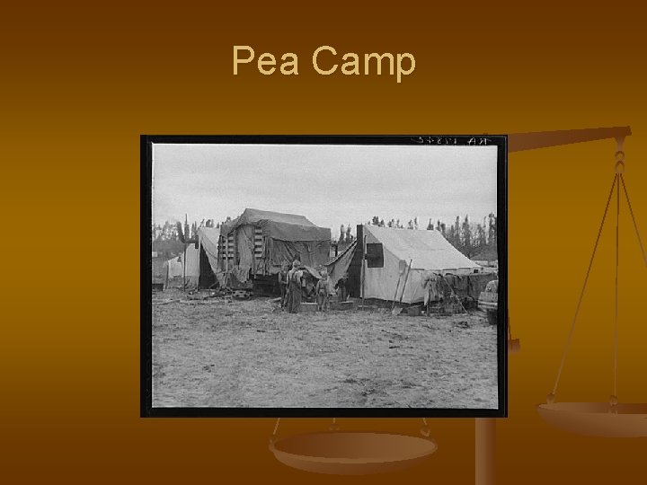 Pea Camp 