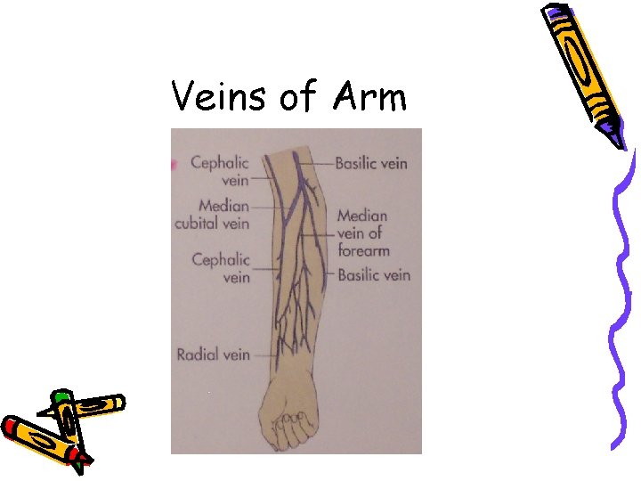 Veins of Arm 