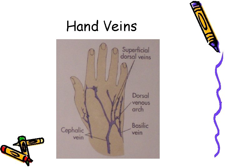 Hand Veins 