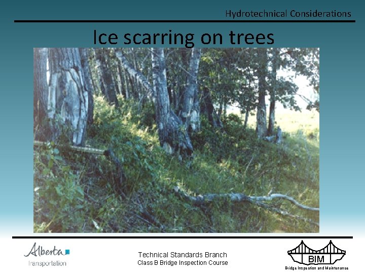 Hydrotechnical Considerations Ice scarring on trees Technical Standards Branch Class B Bridge Inspection Course