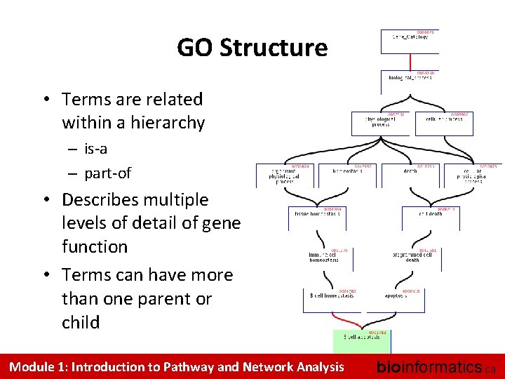 GO Structure • Terms are related within a hierarchy – is-a – part-of •