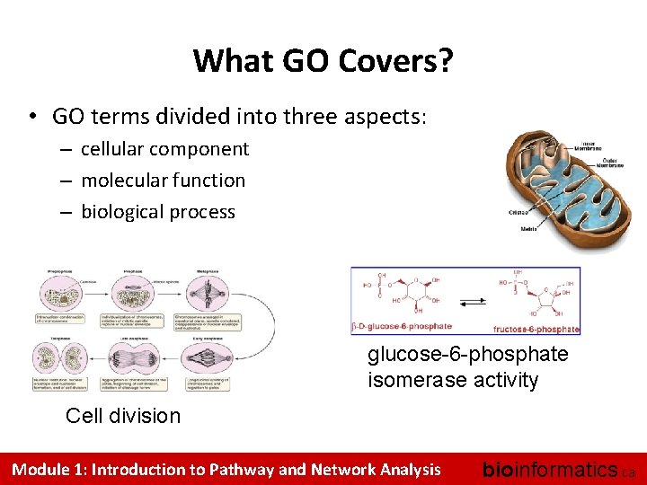 What GO Covers? • GO terms divided into three aspects: – cellular component –