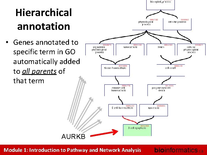 Hierarchical annotation • Genes annotated to specific term in GO automatically added to all