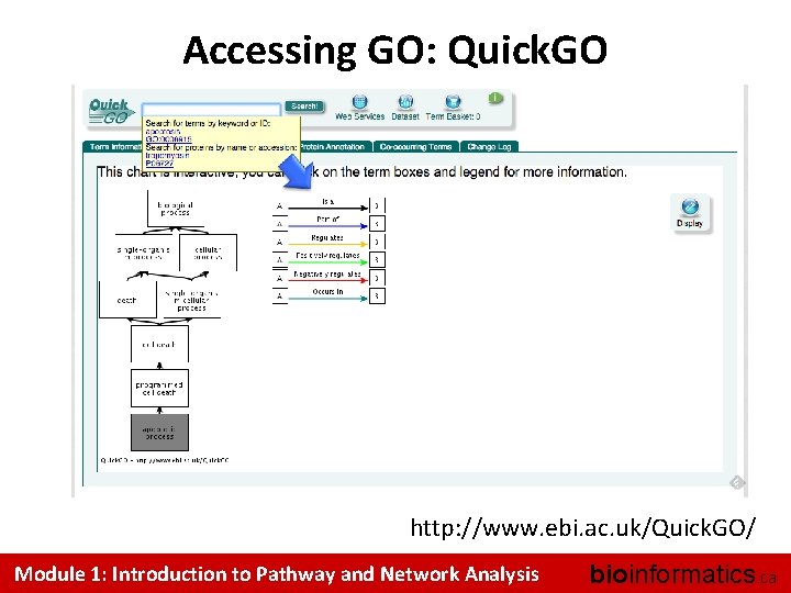 Accessing GO: Quick. GO http: //www. ebi. ac. uk/Quick. GO/ Module 1: Introduction to