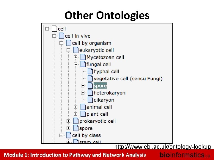 Other Ontologies http: //www. ebi. ac. uk/ontology-lookup Module 1: Introduction to Pathway and Network