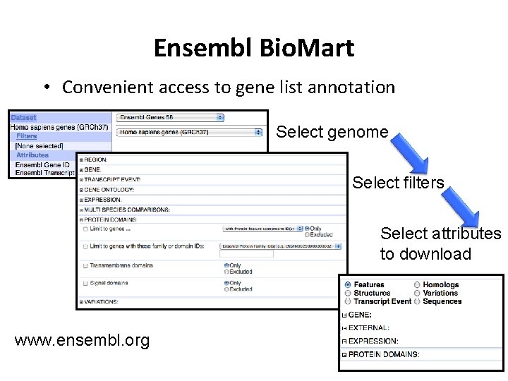 Ensembl Bio. Mart • Convenient access to gene list annotation Select genome Select filters