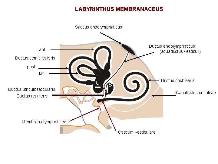 LABYRINTHUS MEMBRANACEUS Saccus endolymphaticus Ductus endolymphaticus (aquaductus vestibuli) ant. Ductus semicircularis post. lat. U