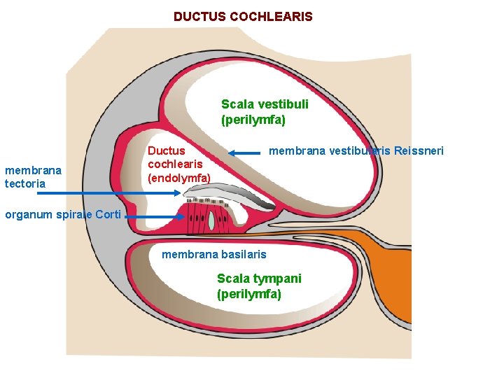 DUCTUS COCHLEARIS Scala vestibuli (perilymfa) membrana tectoria Ductus cochlearis (endolymfa) membrana vestibularis Reissneri organum